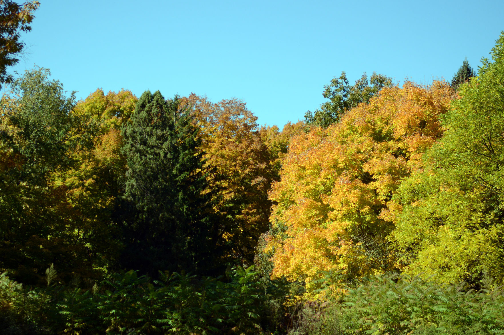 Baraboo area fall color, Oct. 8, 2020